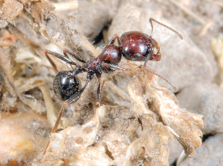 Formiche in onore di Ezio Sgr� - Tetramonium